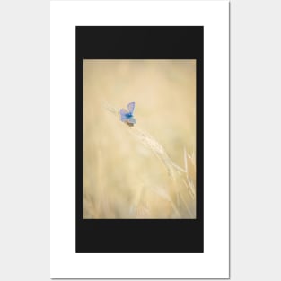 Common Blue Butterfly on Grass Posters and Art